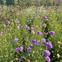 Scabiosa Blue Cockade