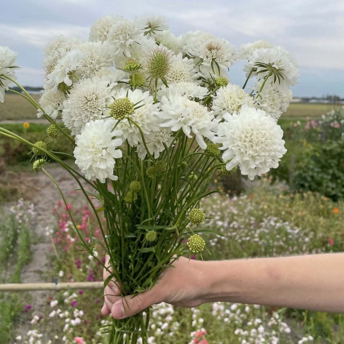 Scabiosa Snowmaiden