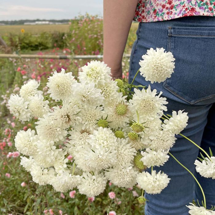 Scabiosa Snowmaiden