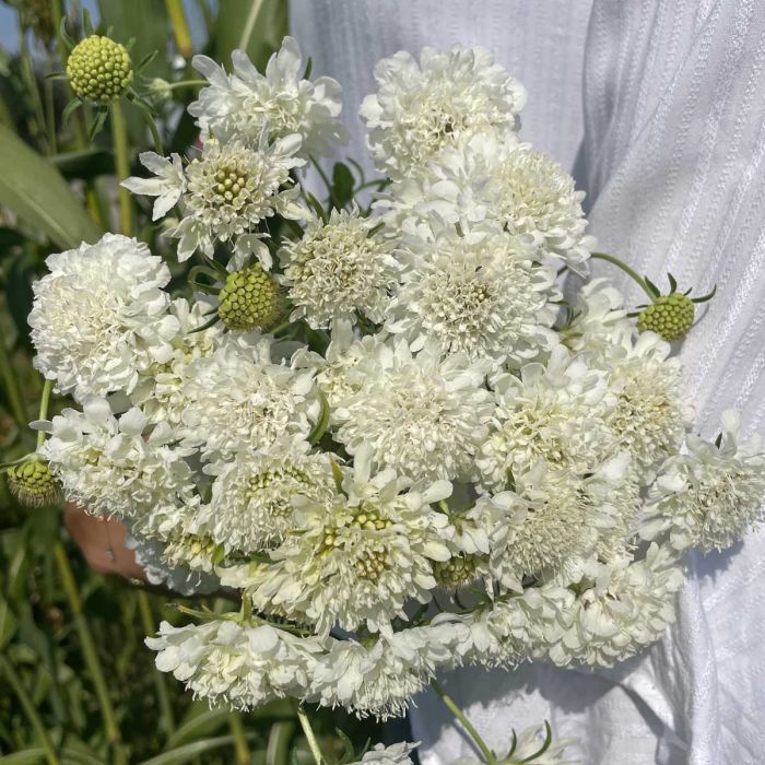 Scabiosa Snowmaiden