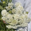 Scabiosa Snowmaiden