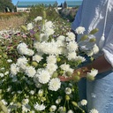 Scabiosa Snowmaiden