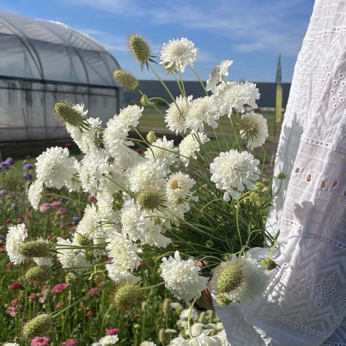 Scabiosa Snowmaiden