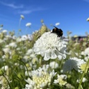 Scabiosa Snowmaiden