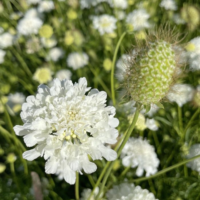 Scabiosa Snowmaiden