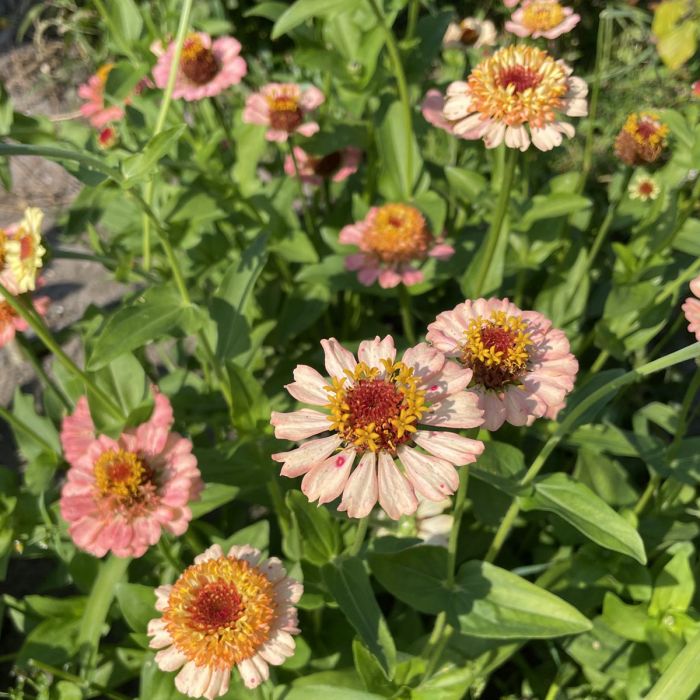 Zinnia Zinderella Peach