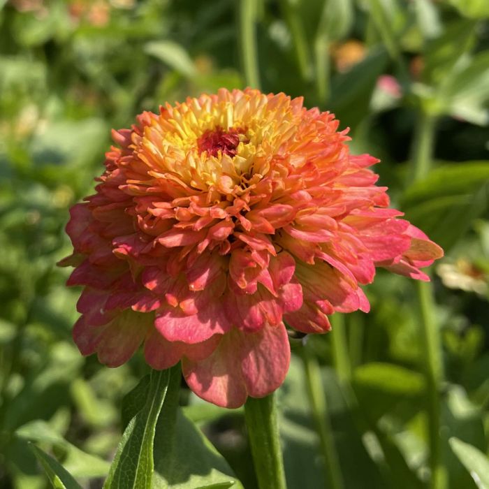 Zinnia Zinderella Peach