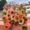 Zinnia Zinderella Peach