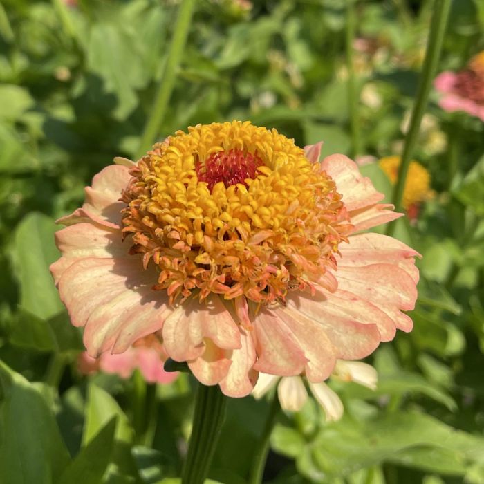 Zinnia Zinderella Peach