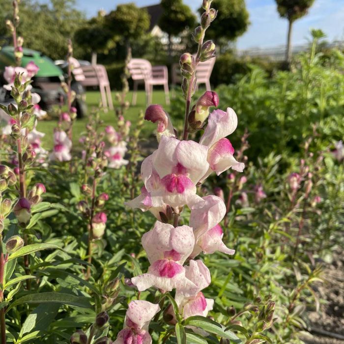 Anthirrhinum Lucky Lips