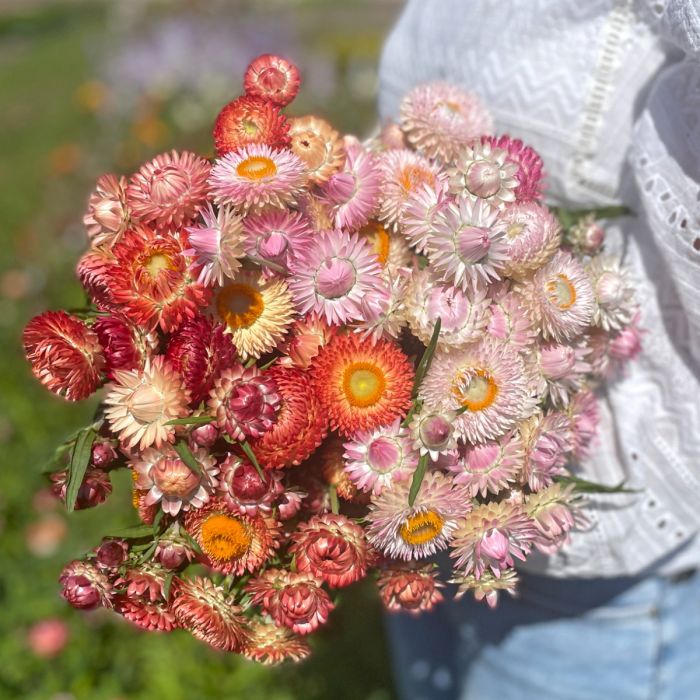 Helichrysum King Size Salmon