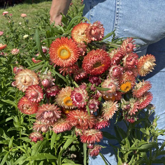 Helichrysum King Size Salmon