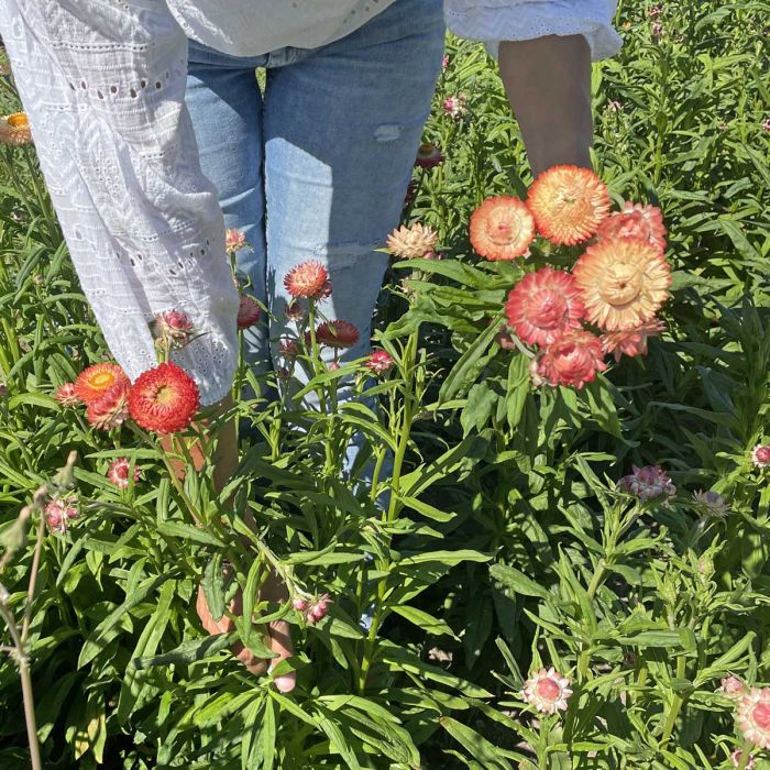 Helichrysum King Size Salmon