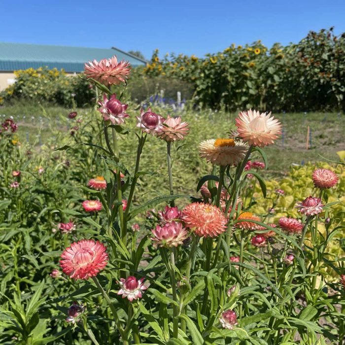 Helichrysum King Size Salmon