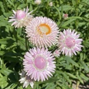 Helichrysum Silvery Rose