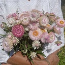 Helichrysum Silvery Rose