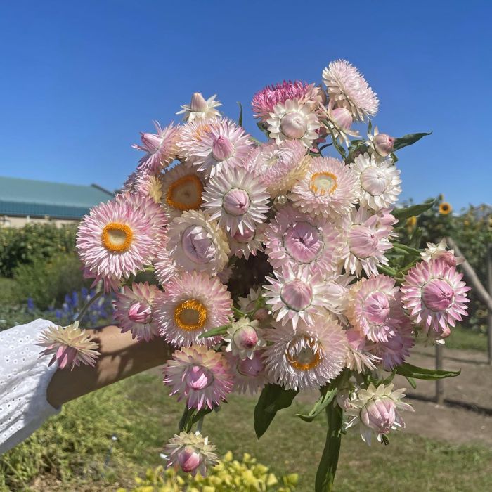 Helichrysum Silvery Rose