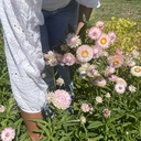 Helichrysum Silvery Rose