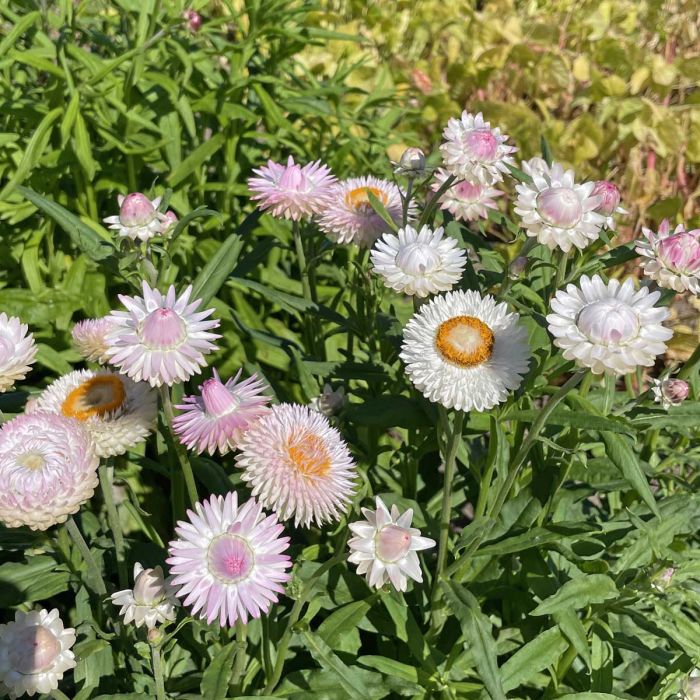 Helichrysum Silvery Rose