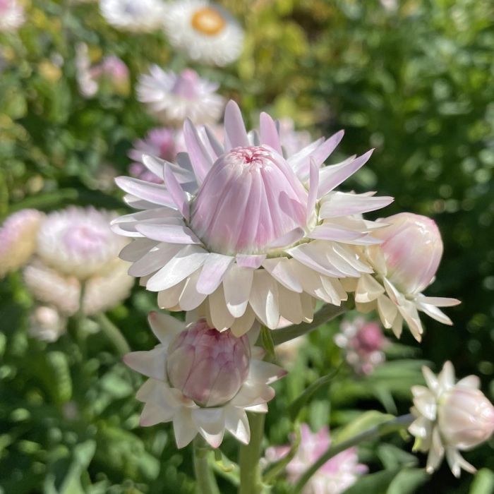 Helichrysum Silvery Rose