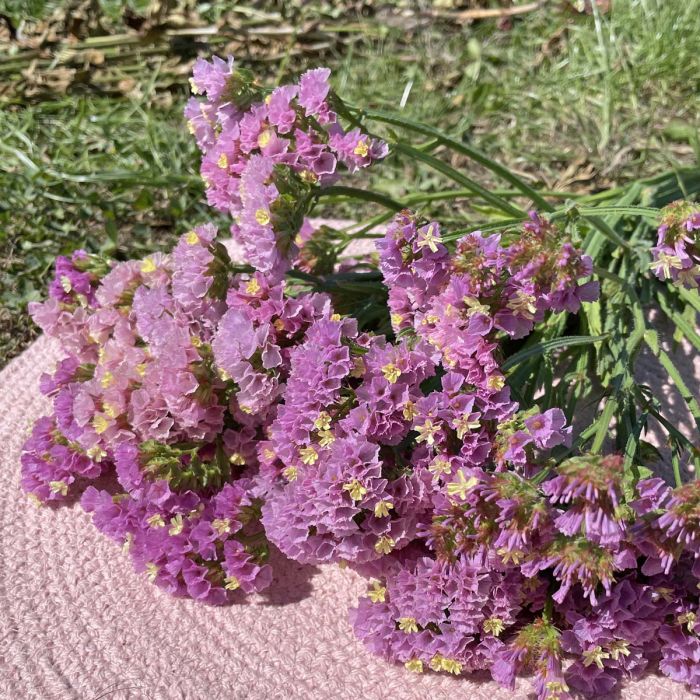 Limonium Forever Happy