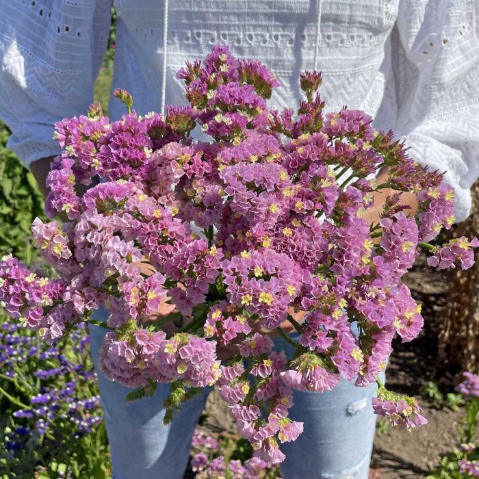 Limonium Forever Happy