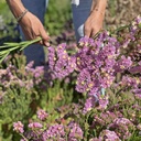 Limonium Forever Happy