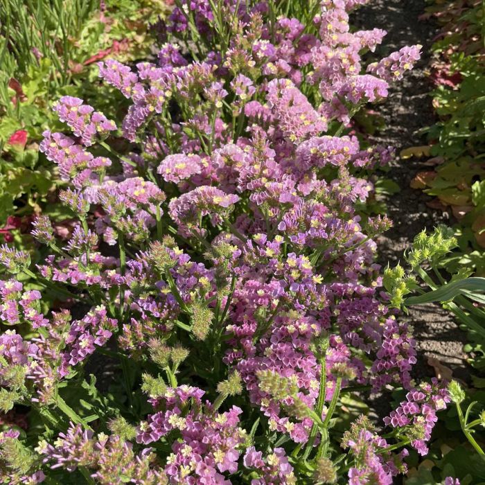 Limonium Forever Happy