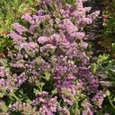 Limonium Forever Happy