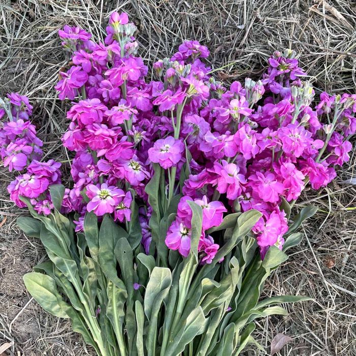 Matthiola Anytime Hot Pink