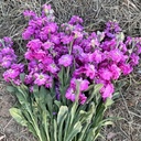 Matthiola Anytime Hot Pink