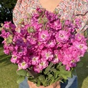 Matthiola Anytime Hot Pink