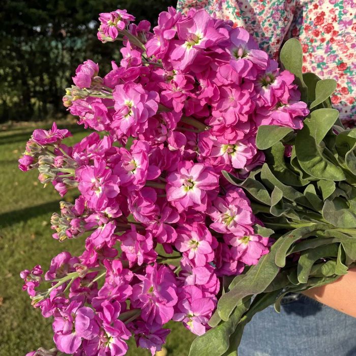 Matthiola Anytime Hot Pink