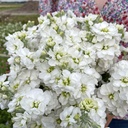 Matthiola Anytime White