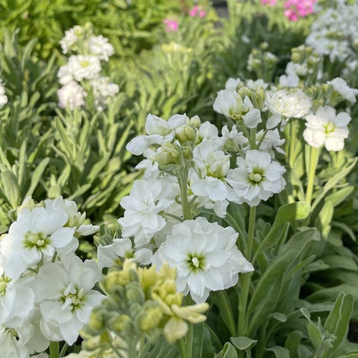 Matthiola Anytime White