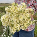 Matthiola Anytime Yellow