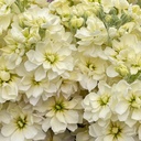 Matthiola Anytime Yellow