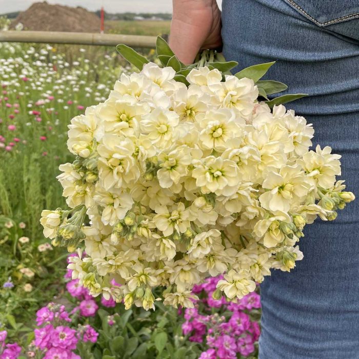 Matthiola Anytime Yellow