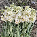 Matthiola Anytime Yellow