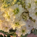 Matthiola Anytime Yellow