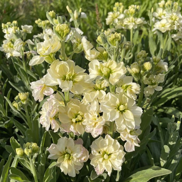 Matthiola Anytime Yellow