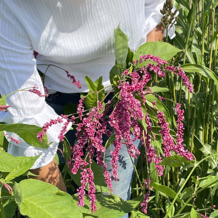 Persicaria Cerise Pearls