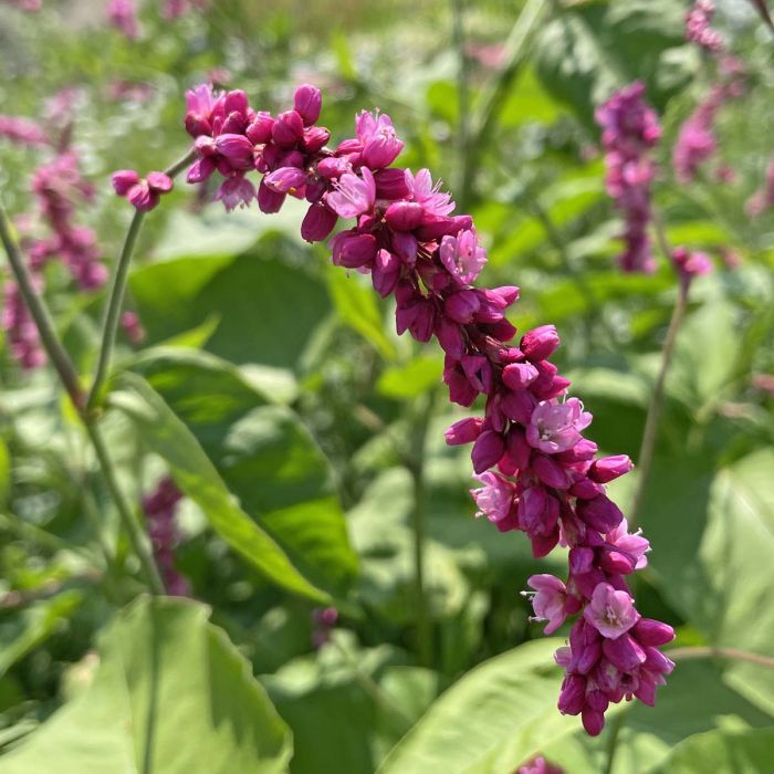 Persicaria Cerise Pearls