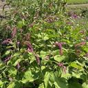 Persicaria Cerise Pearls