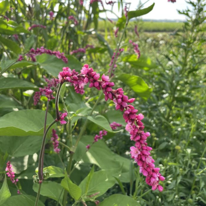 Persicaria Cerise Pearls