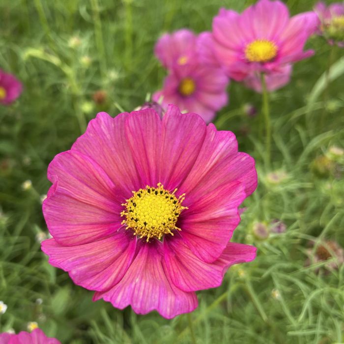 Cosmos Xsenia