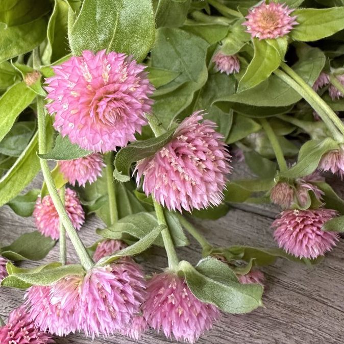 Gomphrena pink