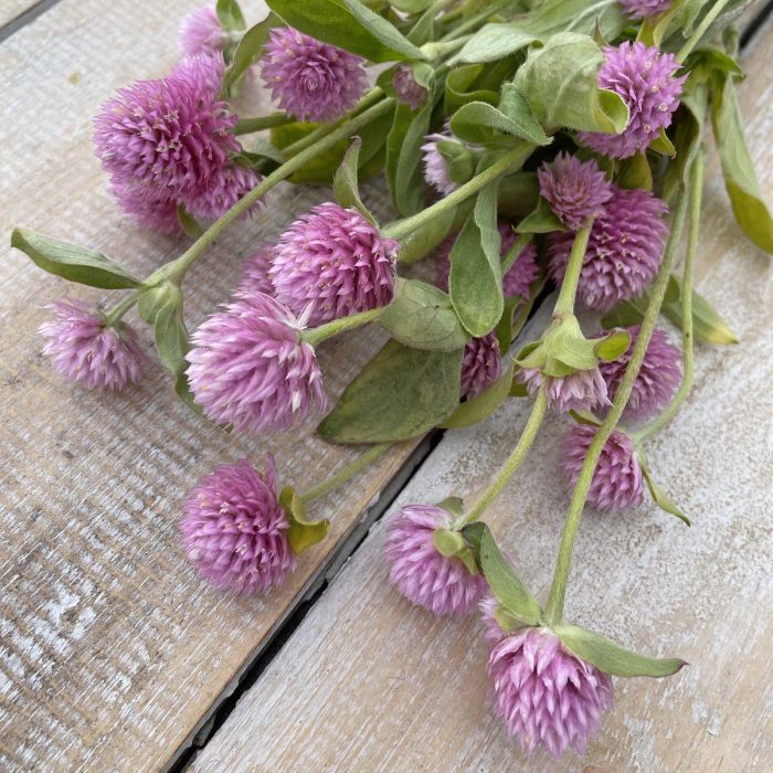 Gomphrena pink