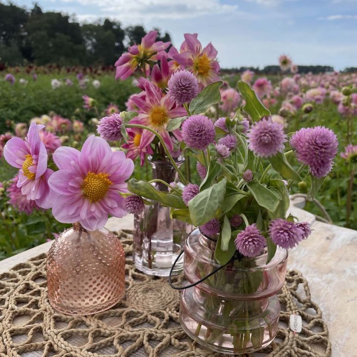 Gomphrena pink