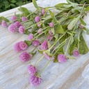 Gomphrena pink